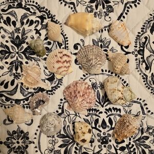 Assorted Seashell Collection 15 Pieces